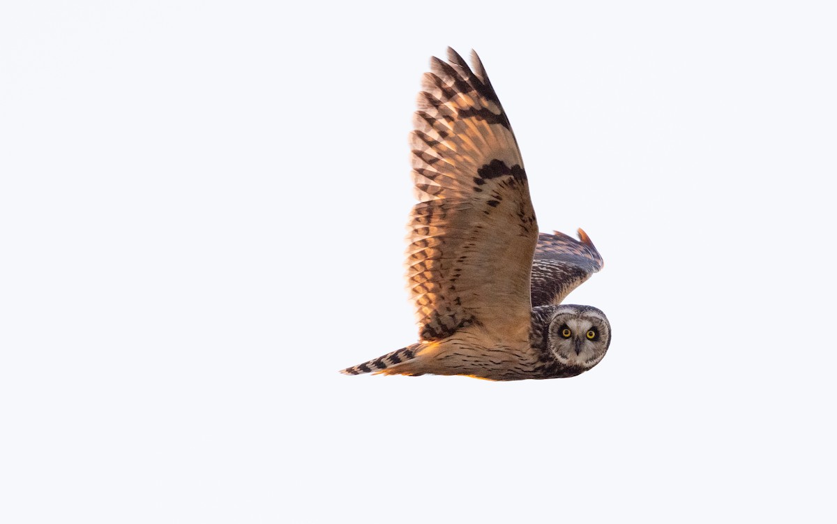 Short-eared Owl (Northern) - Ian Davies