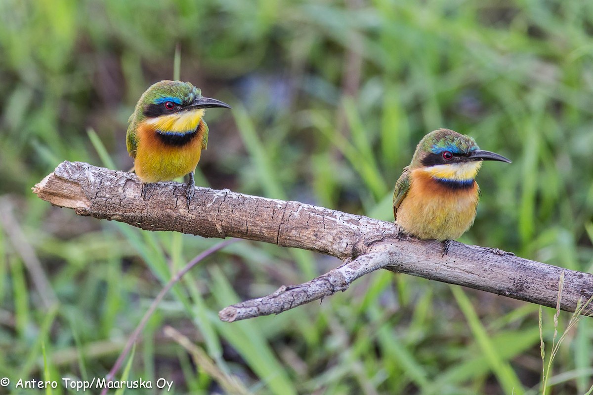 Little Bee-eater - Antero Topp