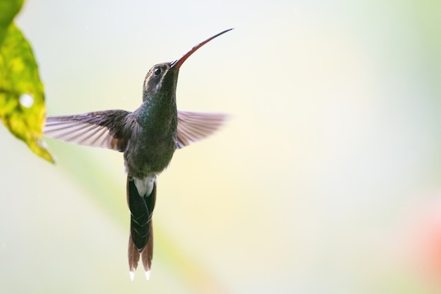 White-whiskered Hermit