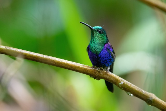 Crowned Woodnymph