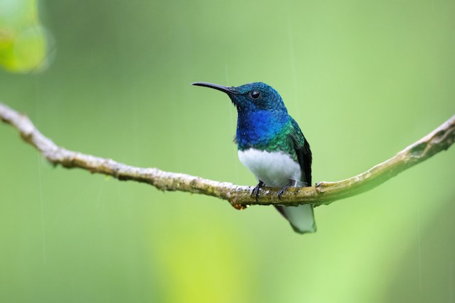 White-necked Jacobin