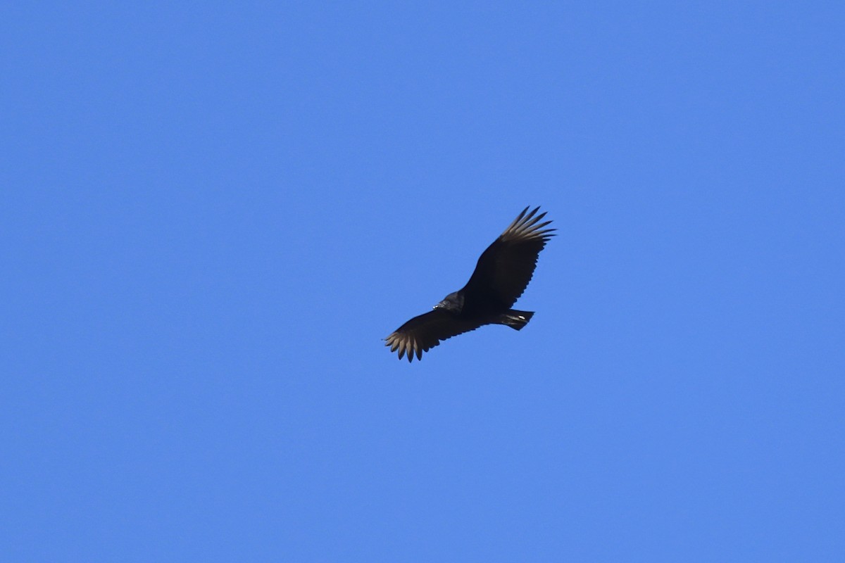 Black Vulture - ML417993681