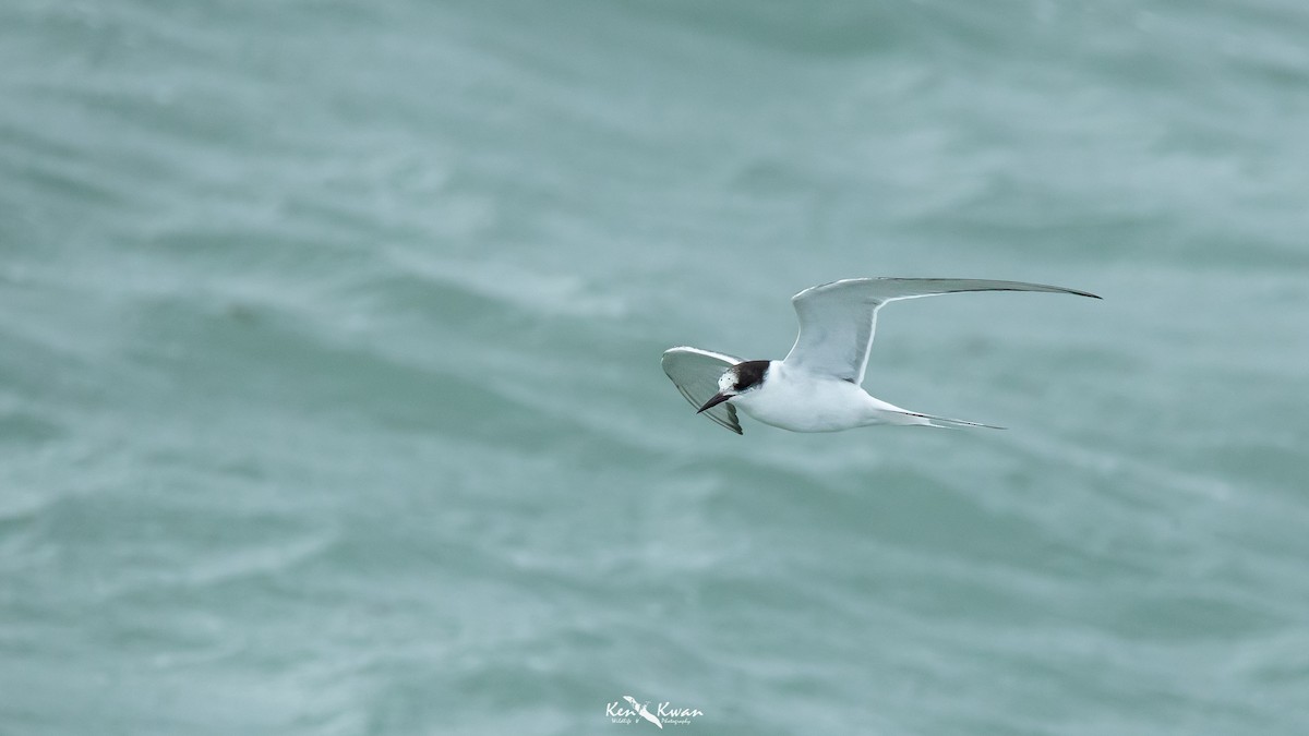 Arctic Tern - Ken Kwan