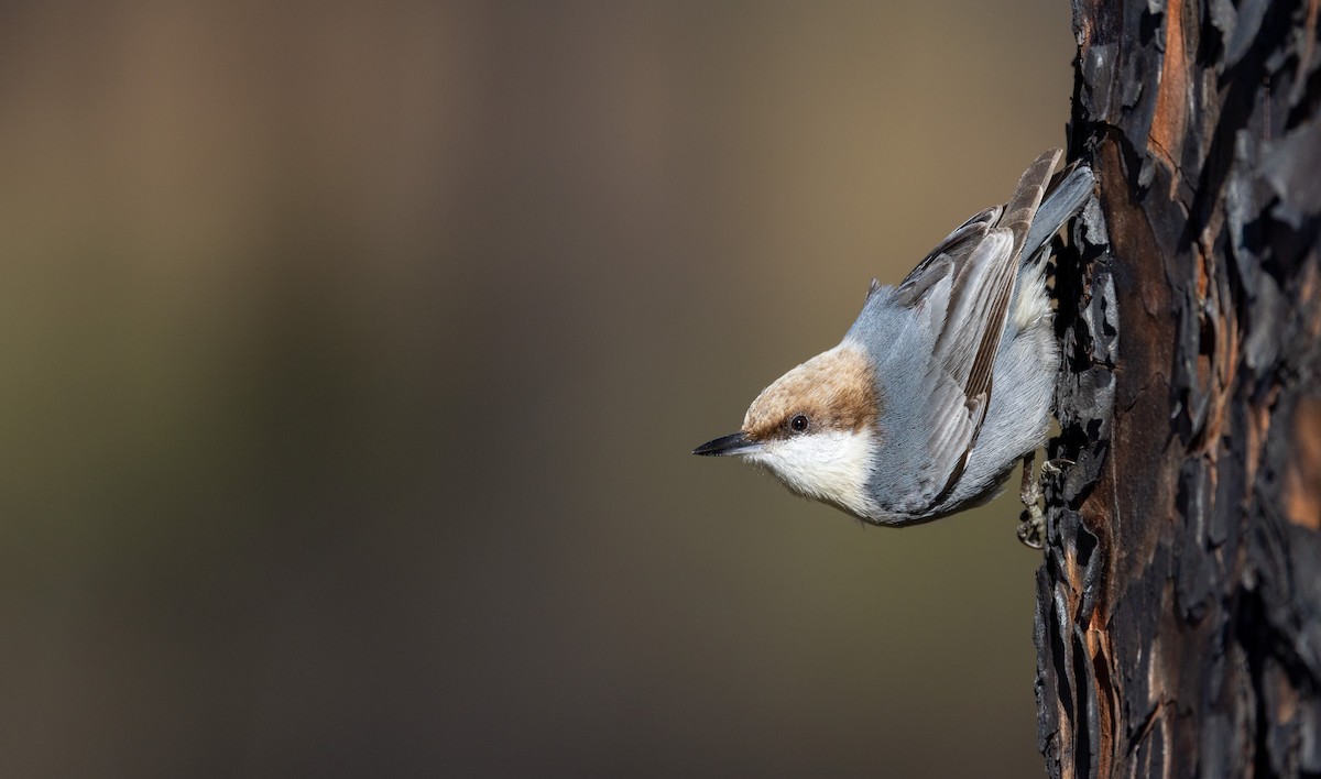 Brown-headed Nuthatch - ML417997501
