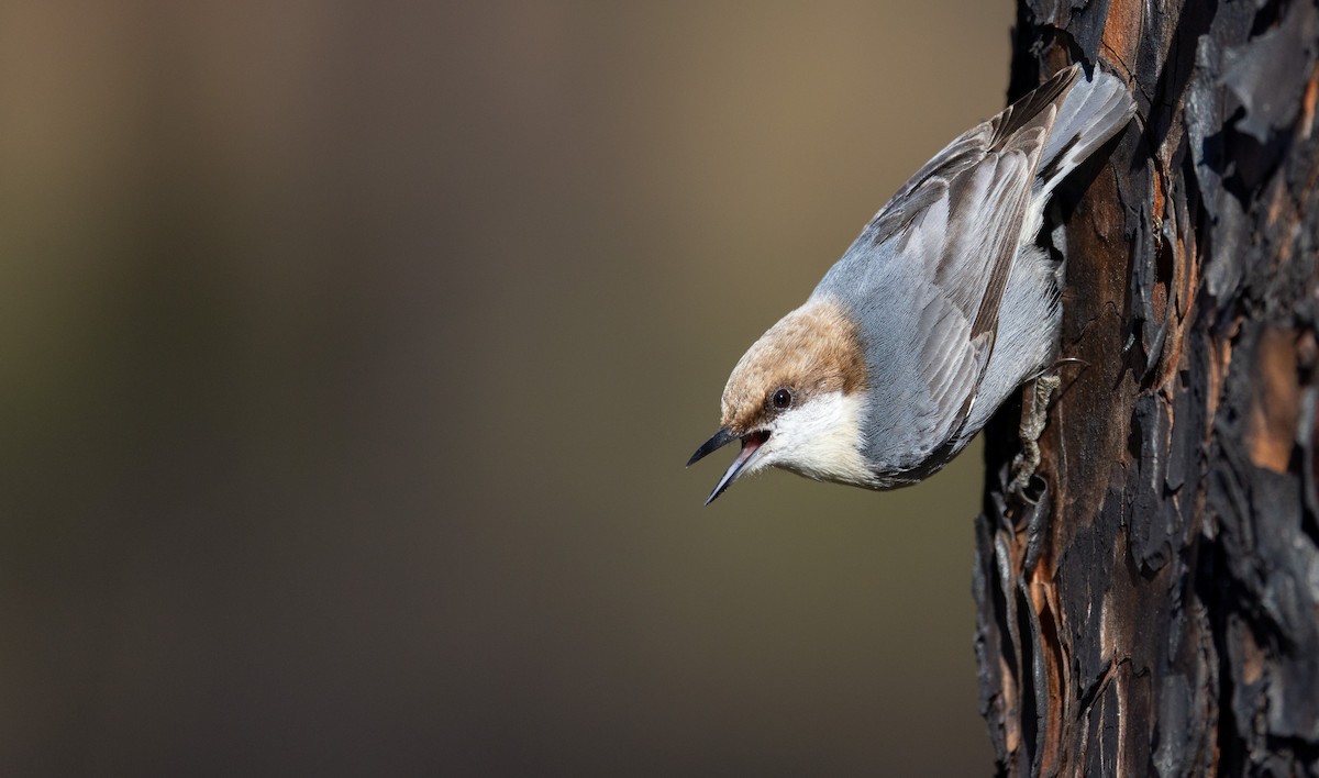 Brown-headed Nuthatch - ML417997631