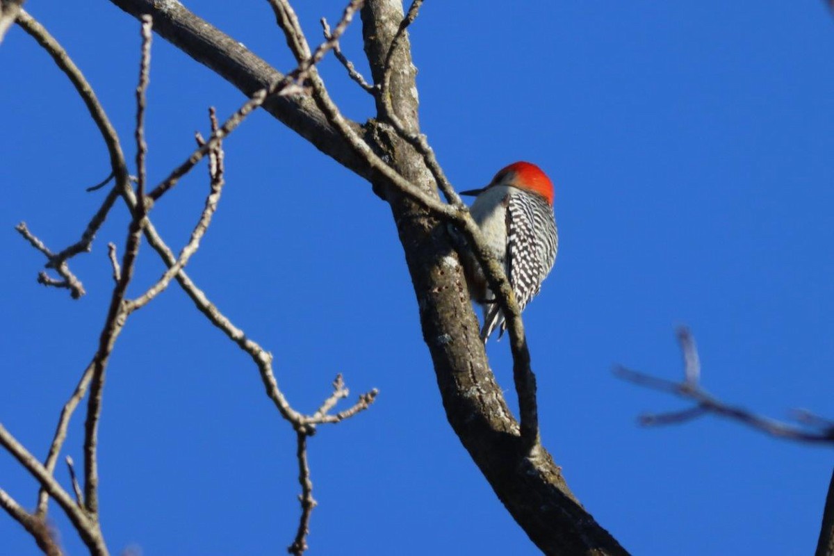 Red-bellied Woodpecker - ML417998761
