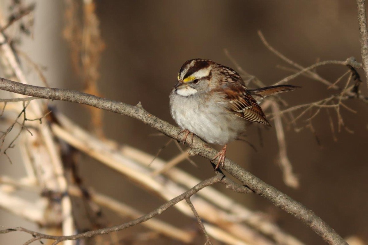 White-throated Sparrow - ML417998911
