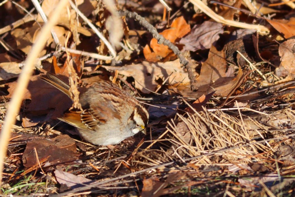 White-throated Sparrow - ML417998921