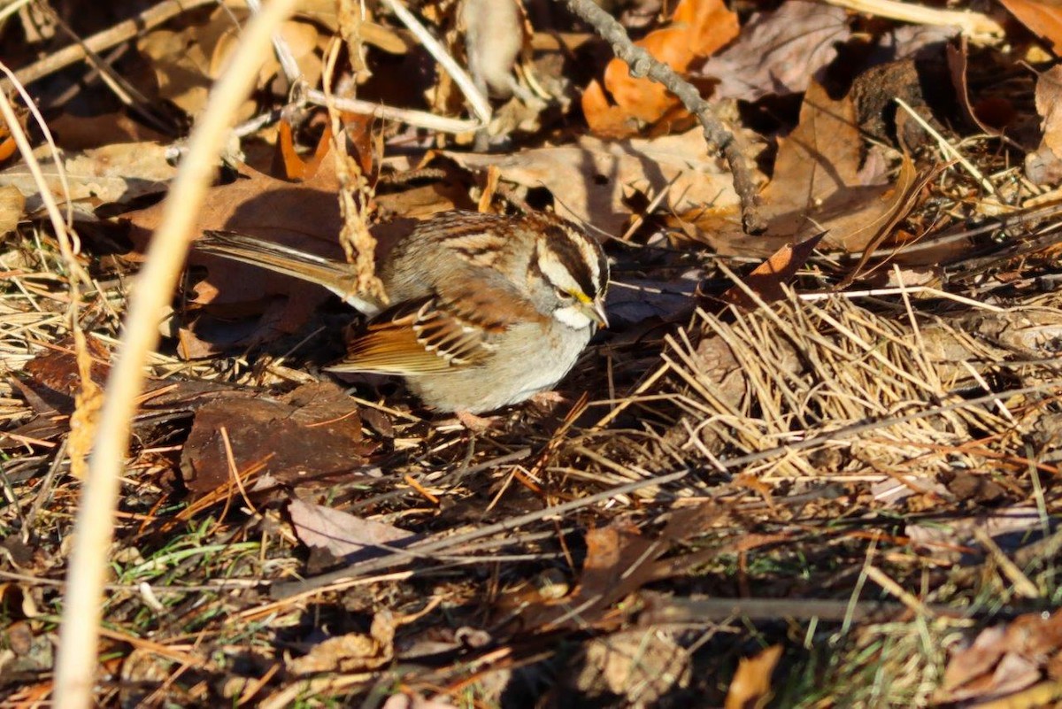 White-throated Sparrow - ML417998931