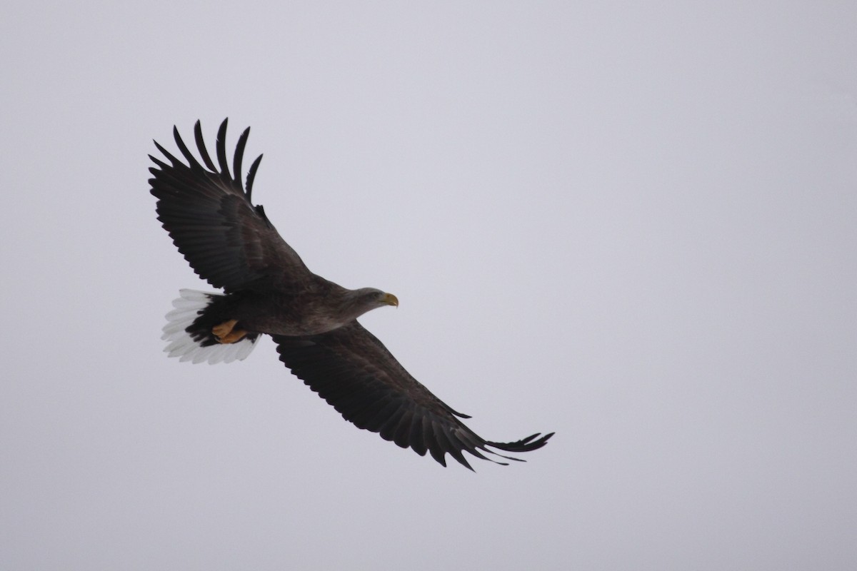 White-tailed Eagle - ML418001361