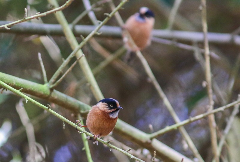 Black-browed Tit (Rufous-fronted) - Jake Mohlmann