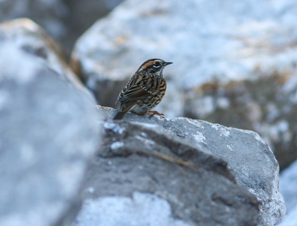 Rufous-breasted Accentor - Jake Mohlmann