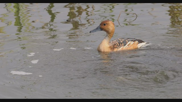 Fulvous Whistling-Duck - ML418003341