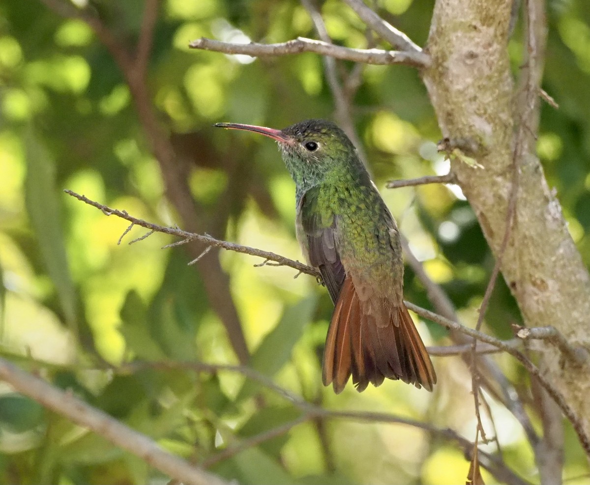 Buff-bellied Hummingbird - ML418004211