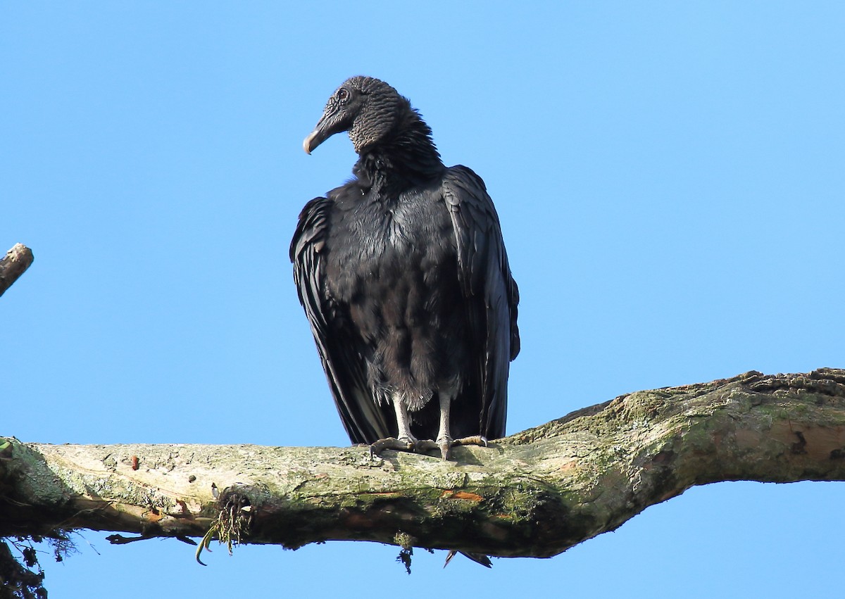 Black Vulture - ML418004241