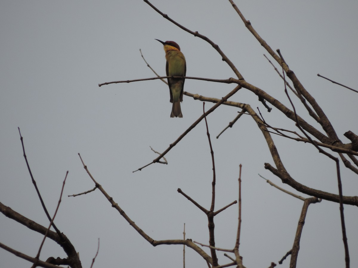 Chestnut-headed Bee-eater - ML41801091