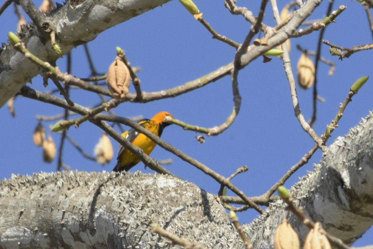 Spot-breasted Oriole - ML418018441
