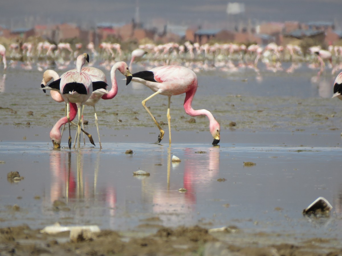Andean Flamingo - ML418019641