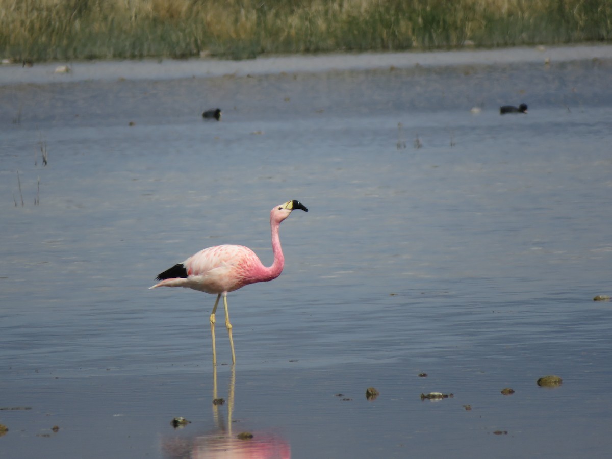 Andean Flamingo - ML418019661