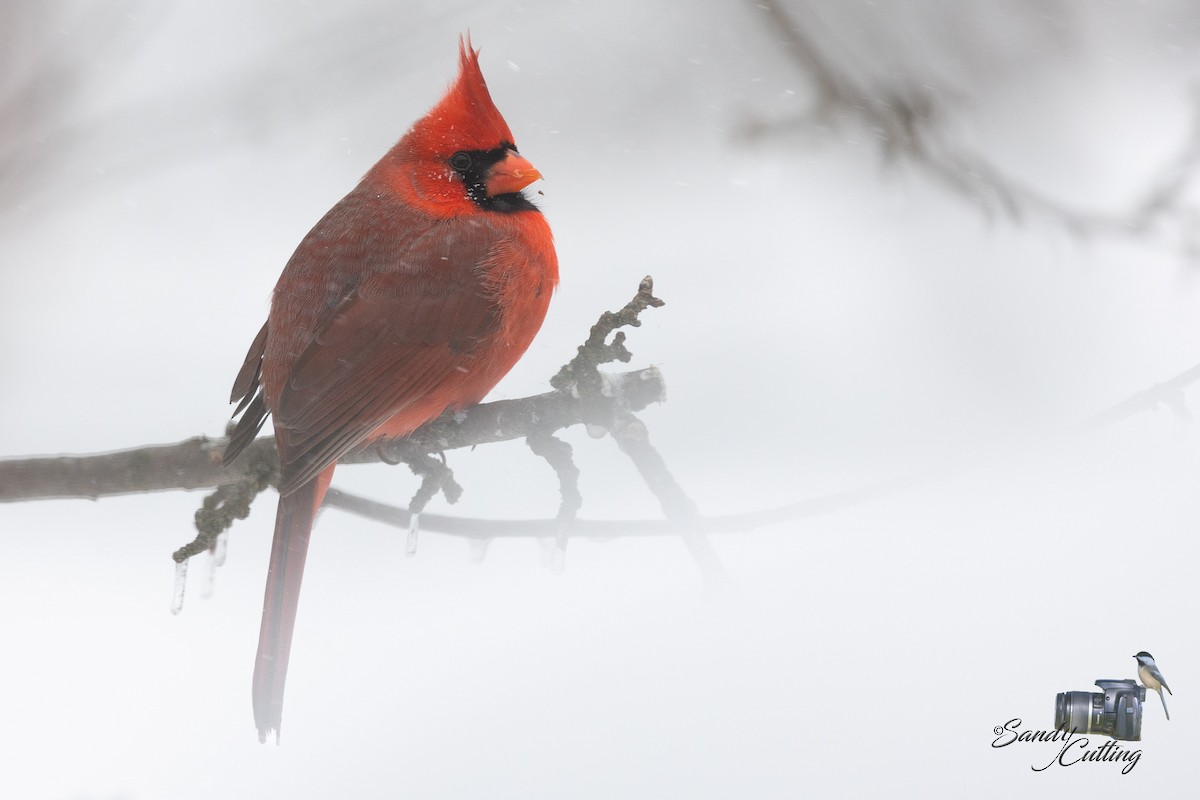 Northern Cardinal - Sandy Cutting