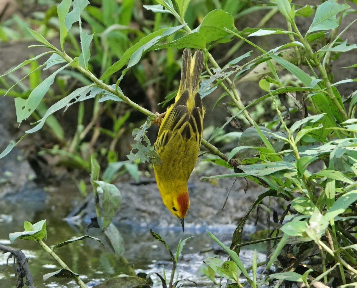 Yellow Warbler (Galapagos) - ML418020101