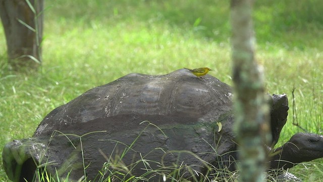 Yellow Warbler (Galapagos) - ML418022331