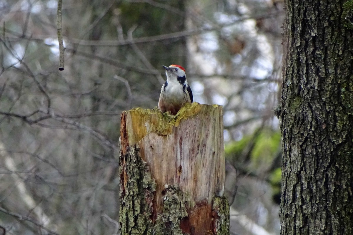 Middle Spotted Woodpecker - Ray Scally