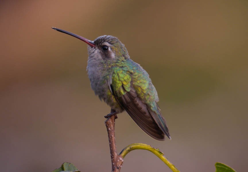 Broad-billed Hummingbird - ML41802761