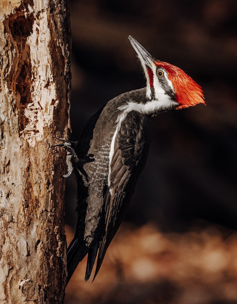 Pileated Woodpecker - ML418028201