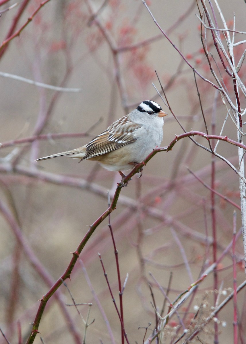 White-crowned Sparrow - Jon Cefus