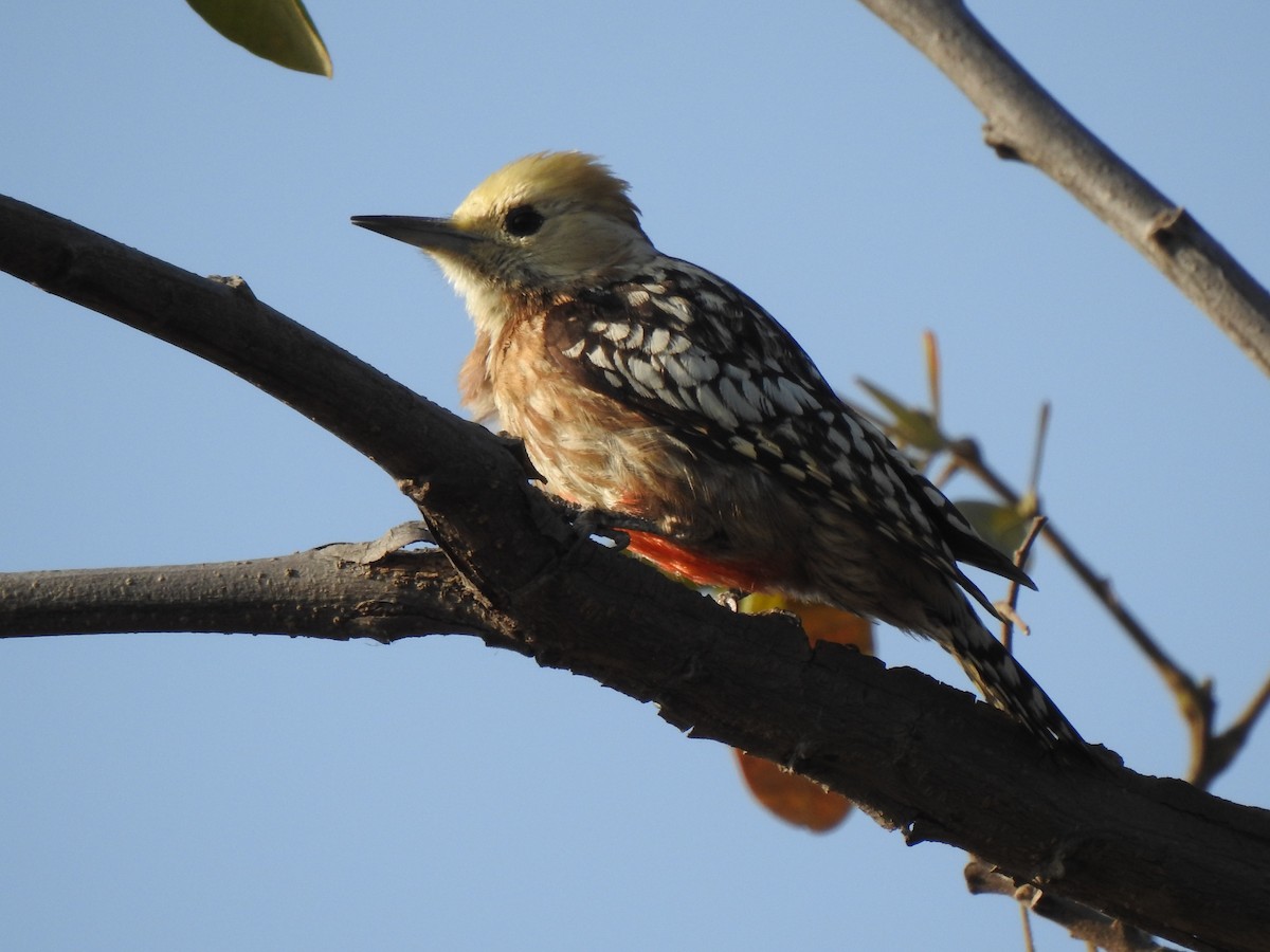 Yellow-crowned Woodpecker - Praveen Tangirala