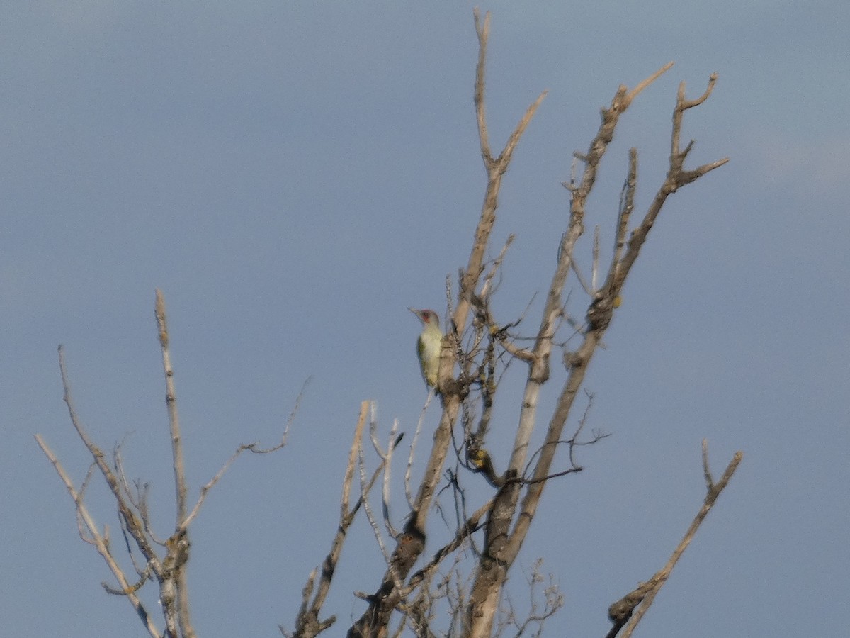 Iberian Green Woodpecker - ML418032831