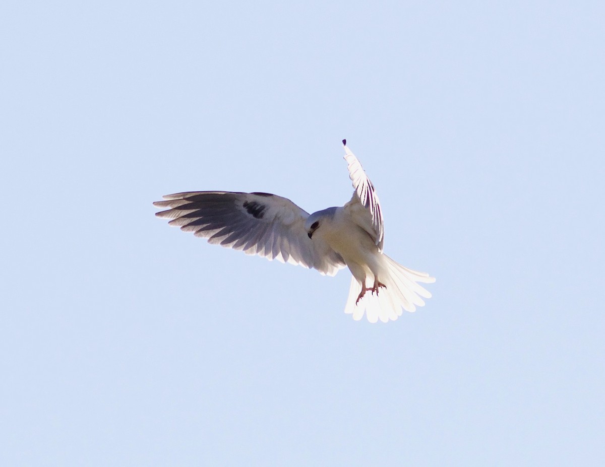 White-tailed Kite - ML418034181