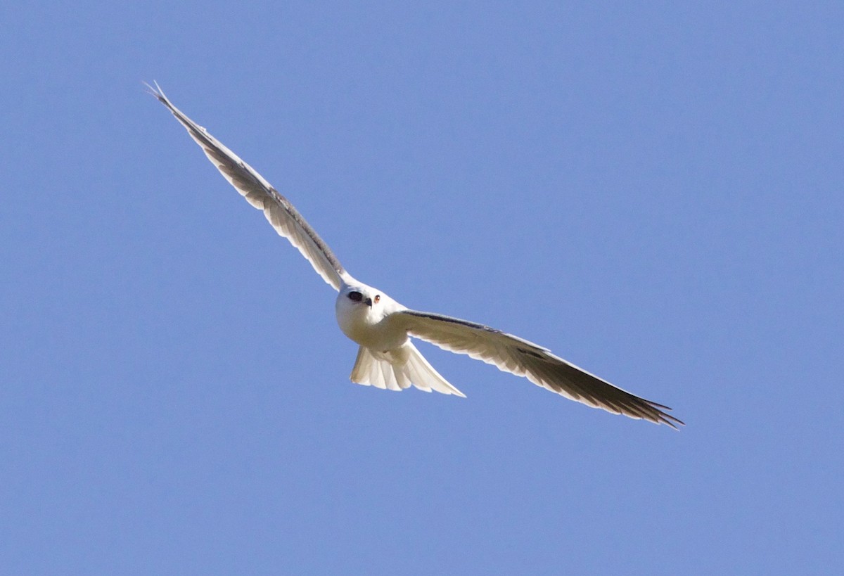 White-tailed Kite - ML418034191