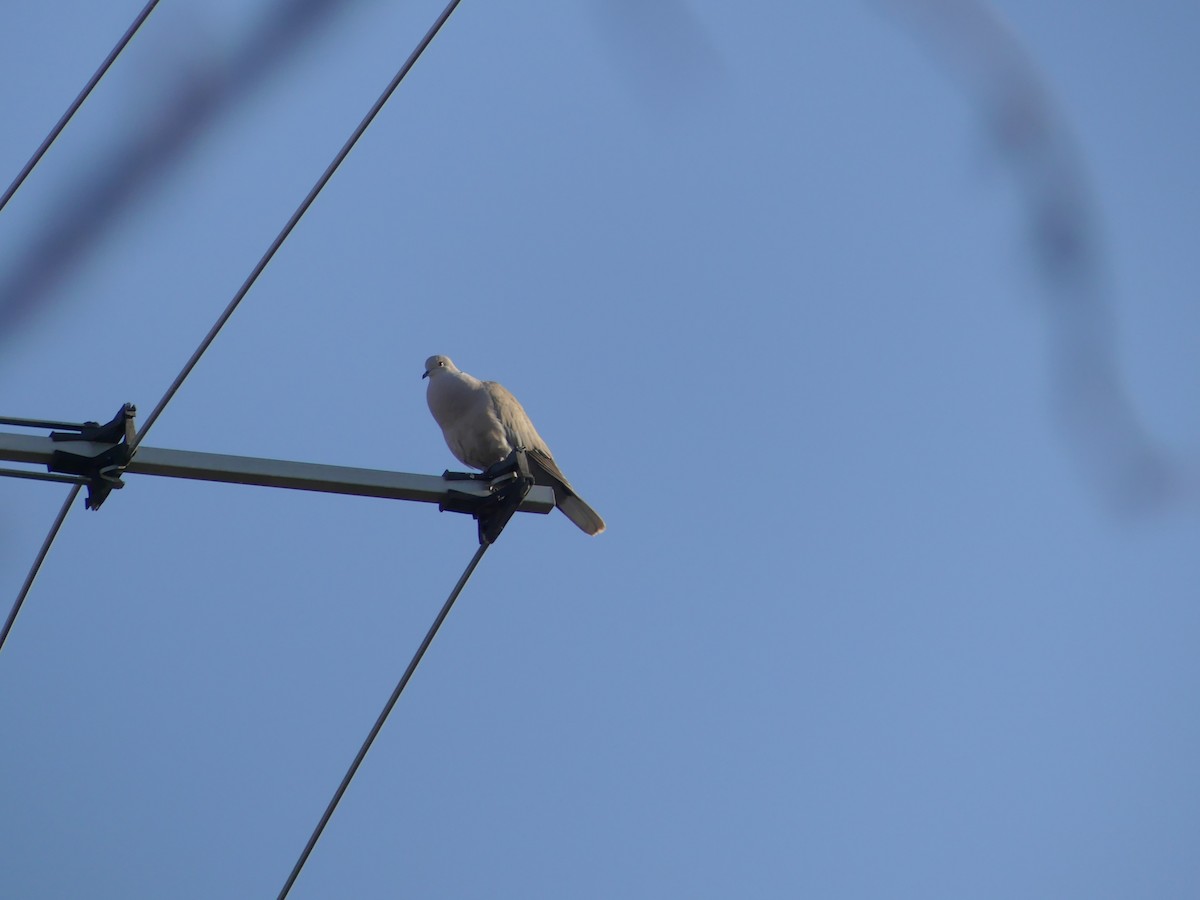 Eurasian Collared-Dove - ML418034501