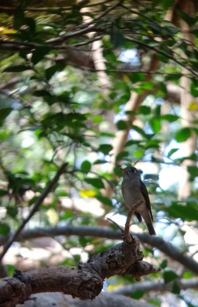 Brown-breasted Flycatcher - Ramit Singal