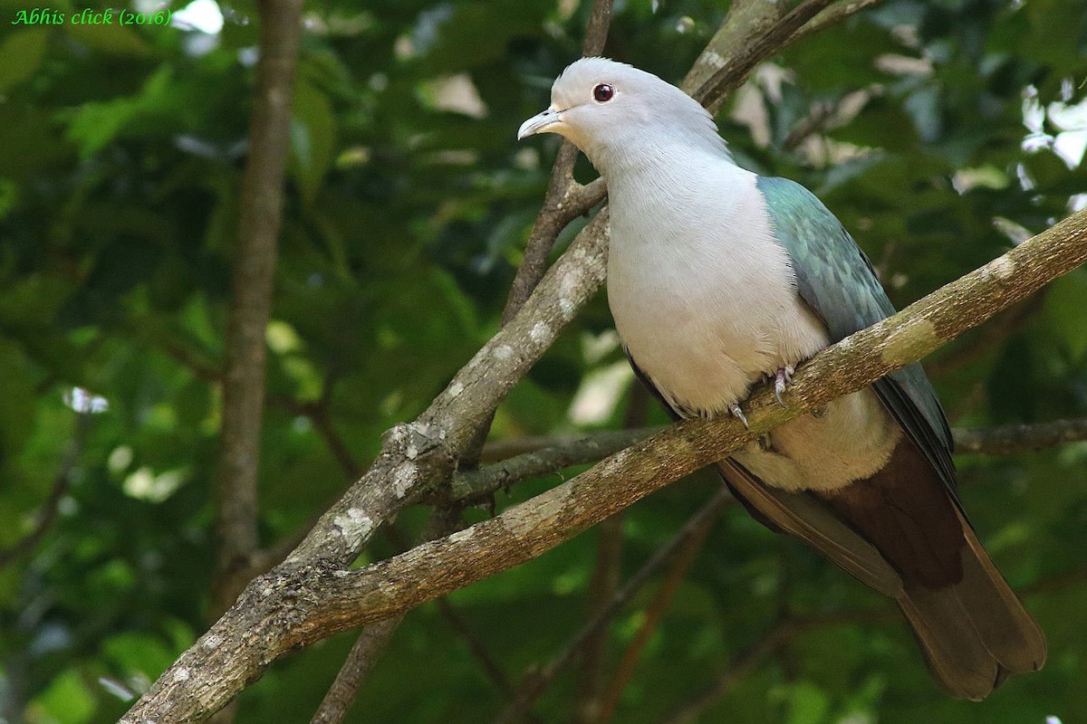 Green Imperial-Pigeon - abhijith a.p.c