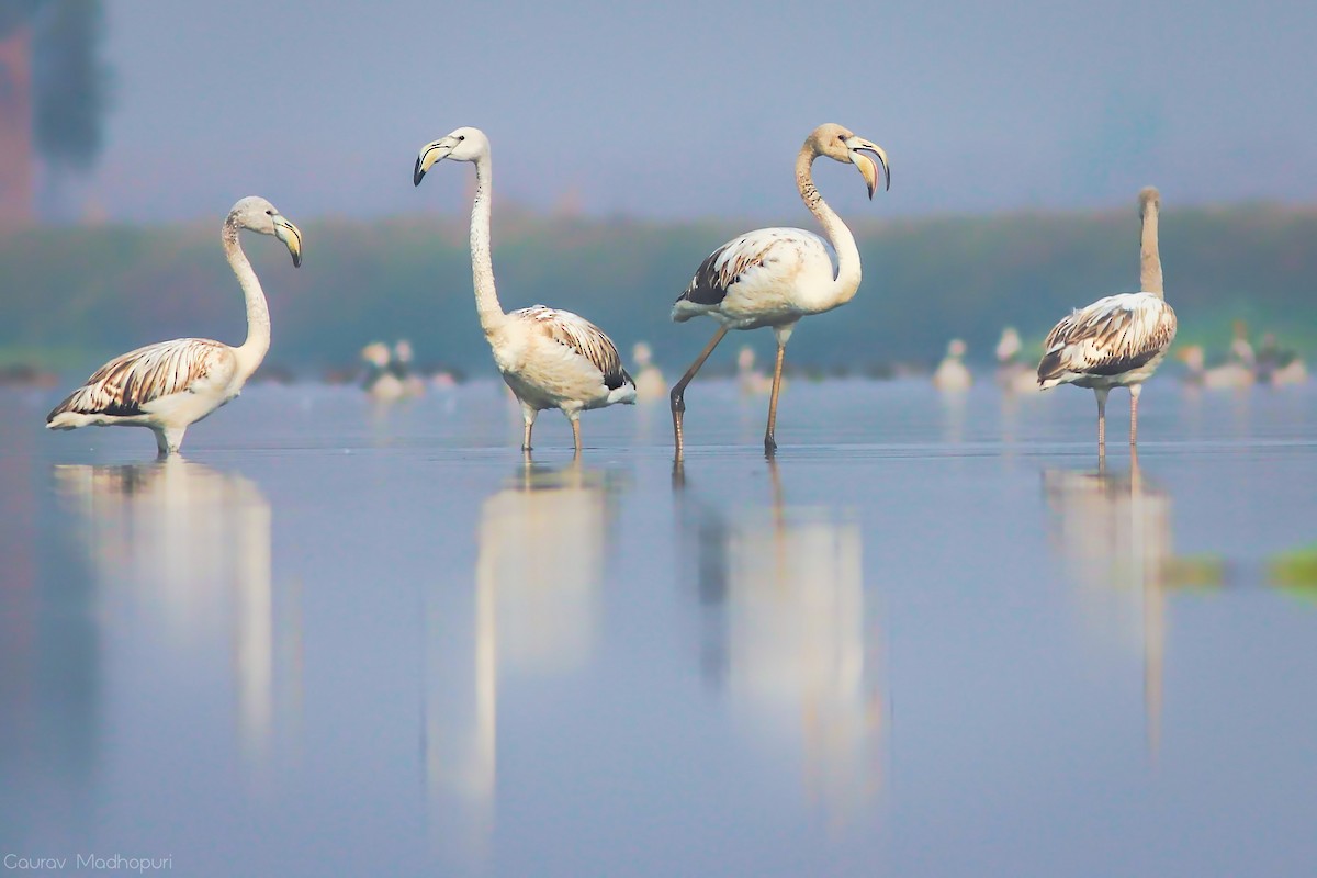 Greater Flamingo - Gaurav Madhopuri