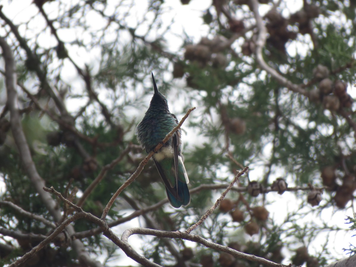 kolibřík modrolící - ML418049621