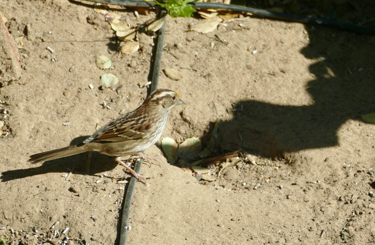 White-throated Sparrow - ML418051191