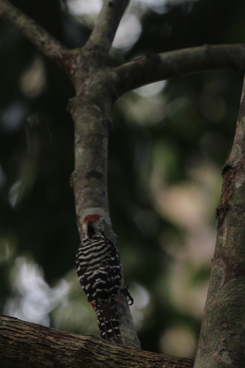 Freckle-breasted Woodpecker - ML418053931