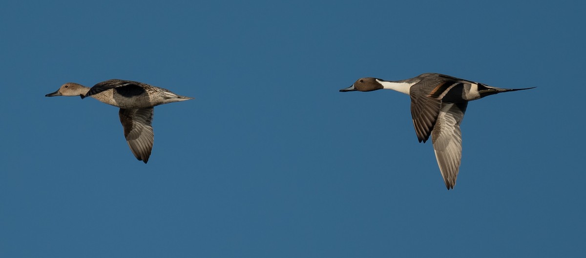 Northern Pintail - Connie Misket
