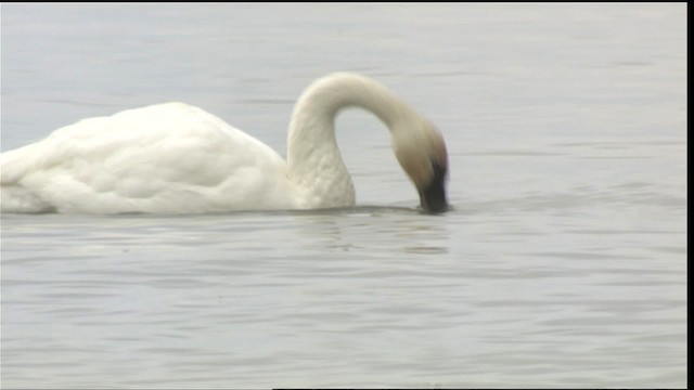 Tundra Swan (Whistling) - ML418066