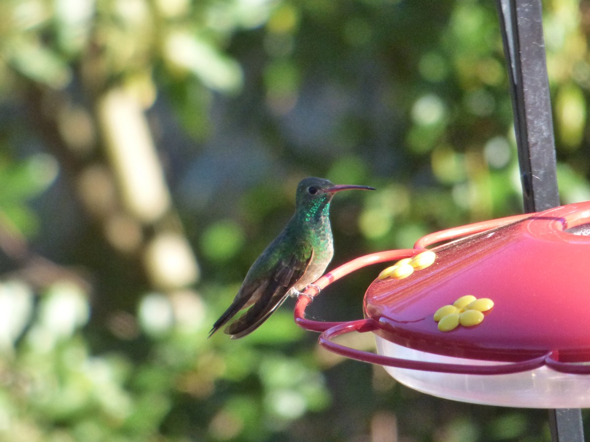 Buff-bellied Hummingbird - ML418076481
