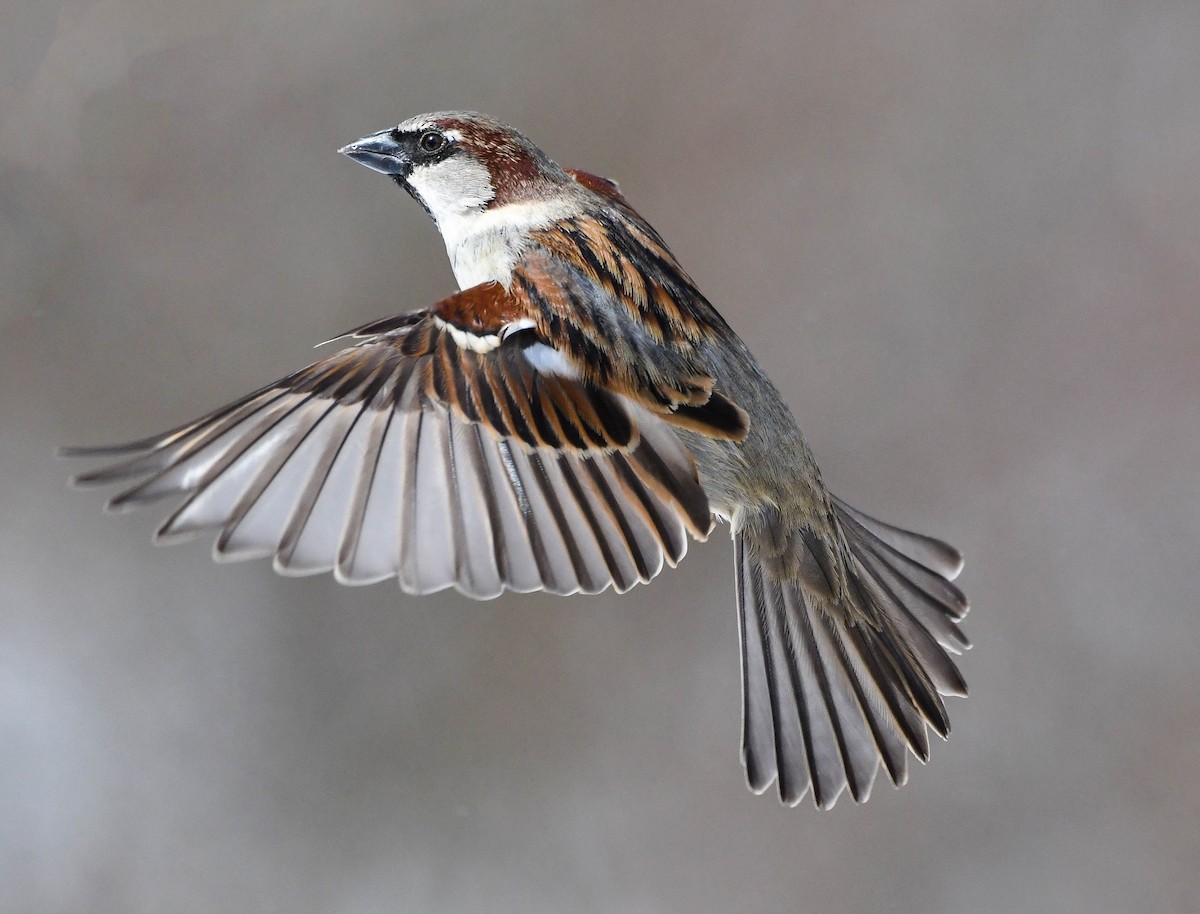House Sparrow - Trish Snider