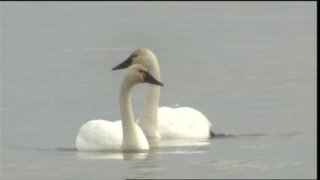 Tundra Swan (Whistling) - ML418084