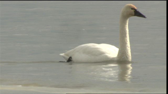 Tundra Swan (Whistling) - ML418085