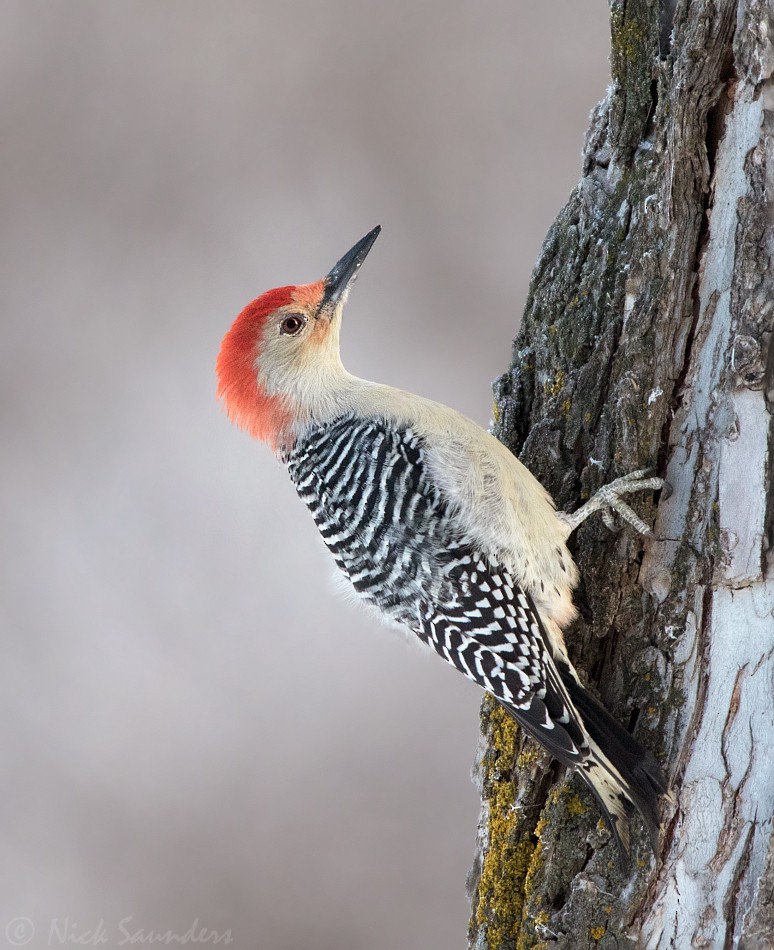 Red-bellied Woodpecker - Nick Saunders