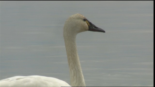 Tundra Swan (Whistling) - ML418087