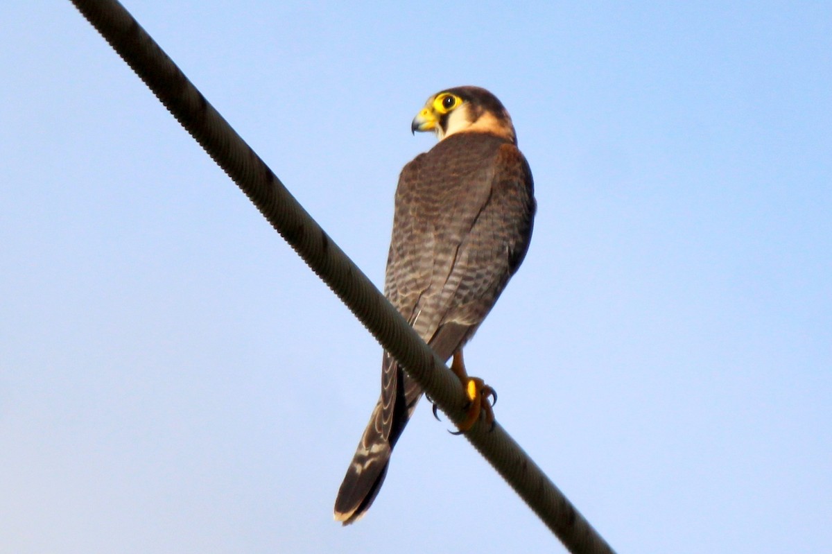 Red-necked Falcon - ML418087661